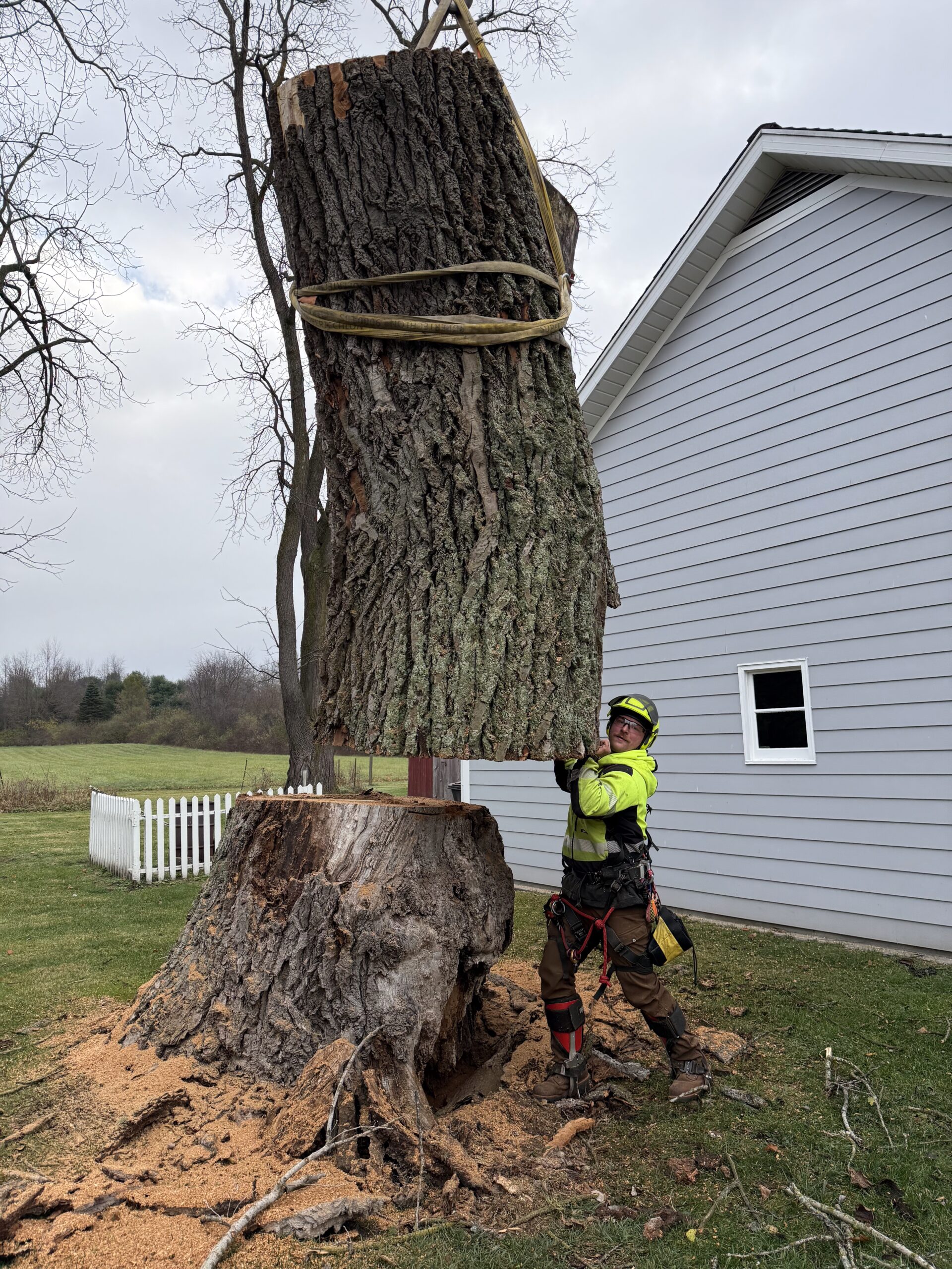 Tree removal